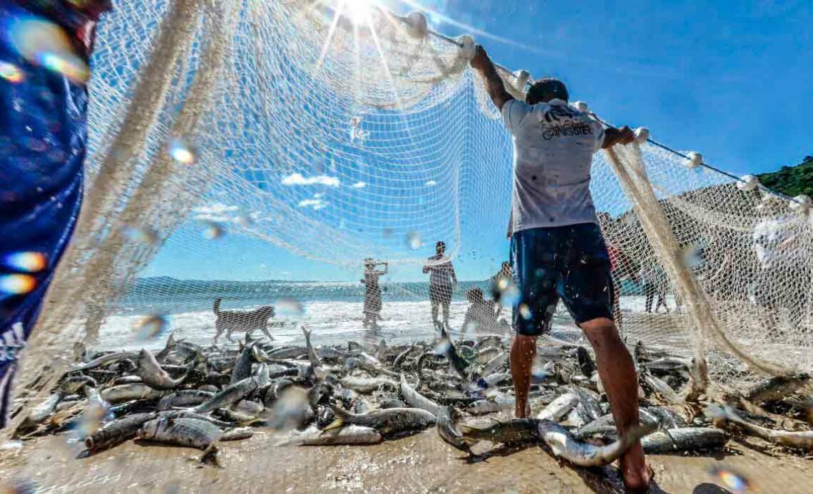 Arrasto de praia é modalidade mais antiga da captura da tainha no litoral catarinense - Foto: Joyce Reinert/ND