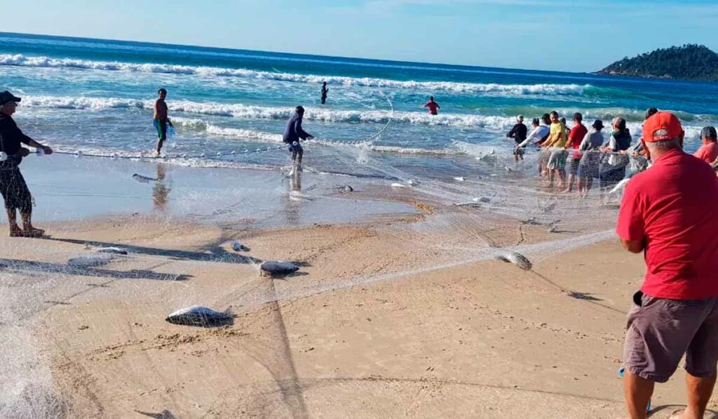 Pesca da tainha na praia do Campeche, em Florianópolis - Foto: Paulo Mueller/NSC TV