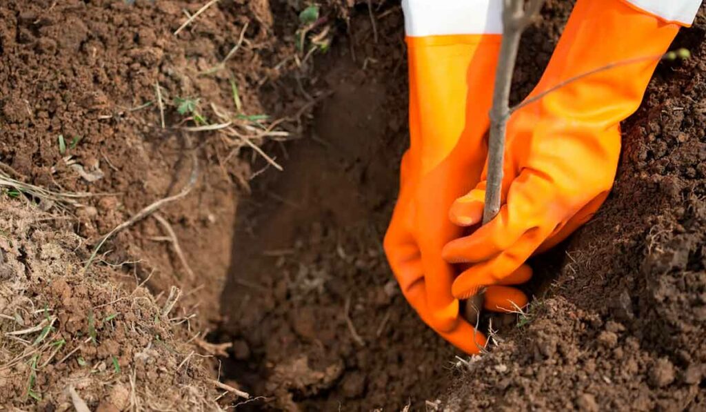 Trabalhador plantando uma muda de árvore Trabalhador plantando uma muda de árvore