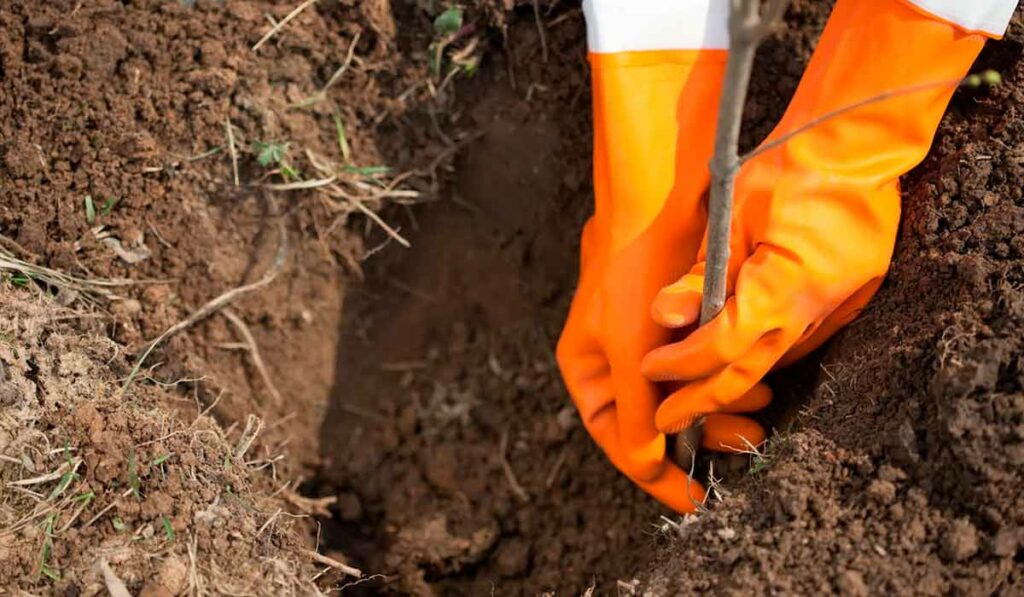 Trabalhador plantando uma muda de árvore