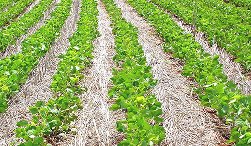 Plantio direto na palha