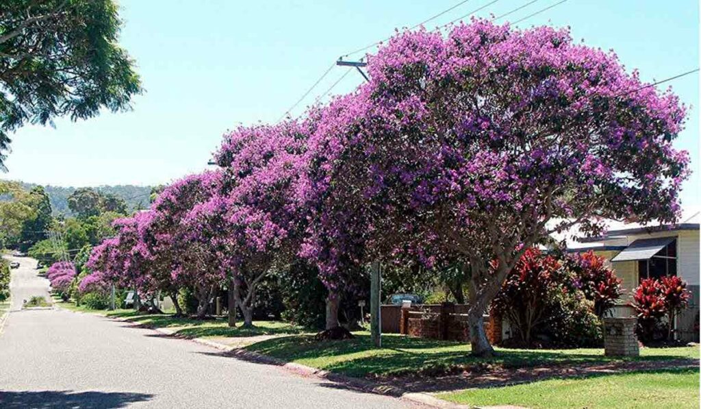 Quaresmeira (Tibouchina granulosa)