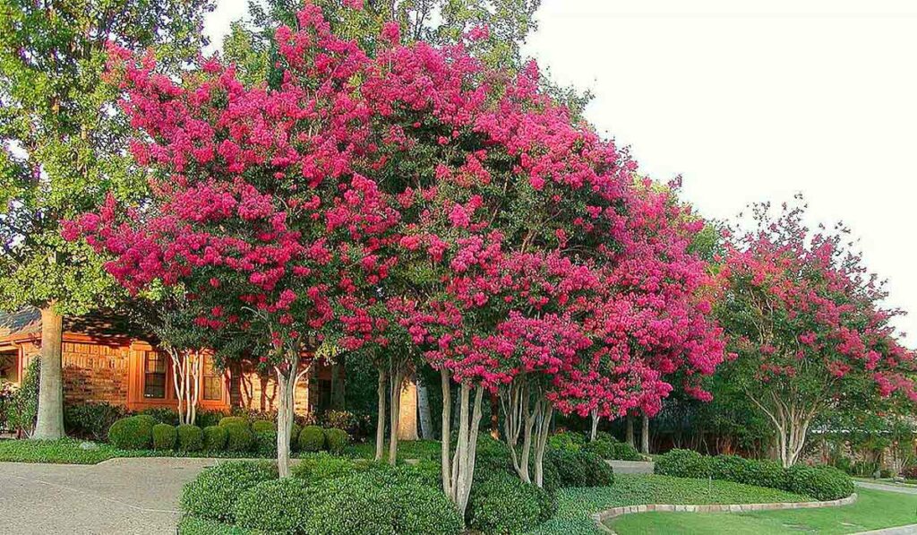 Resedá (Lagerstroemia indica)