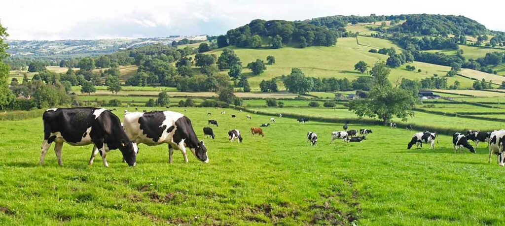 Paisagem rural - Vacas pastando