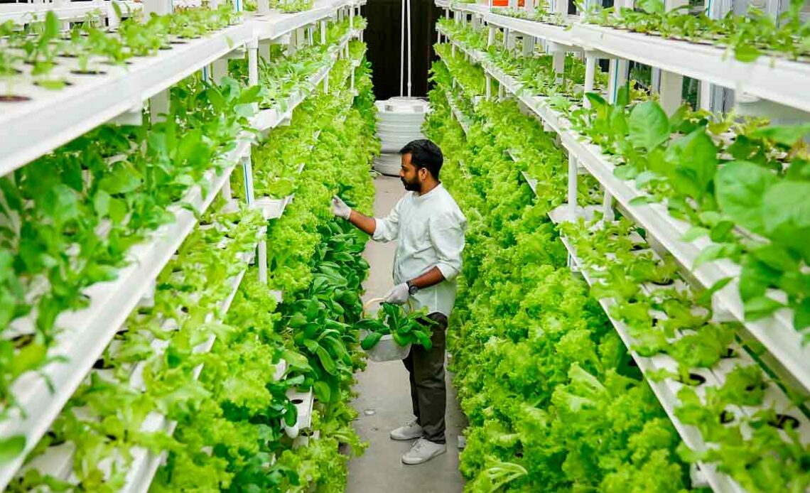 Fazenda vertical - visão geral das prateleiras de cultivo com agricultor colhendo