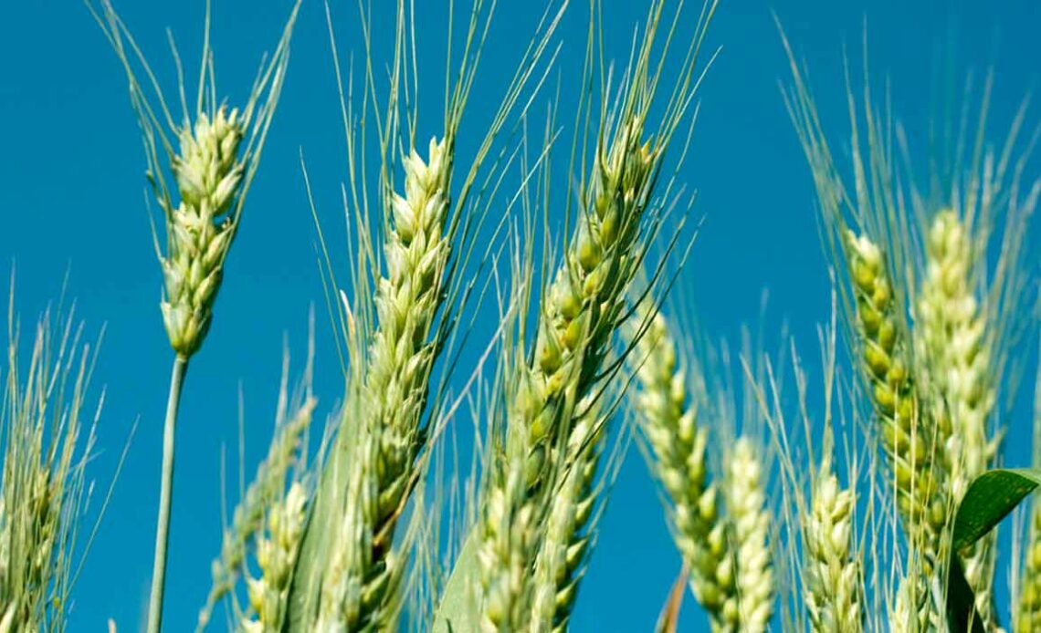 Lavoura de trigo com espigas ainda verdes com céu azul ao fundo