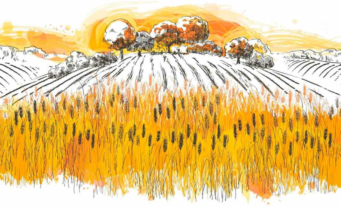 Ilustração de paisagem do campo com trigal e bosque ao fundo com lavouras e árvores