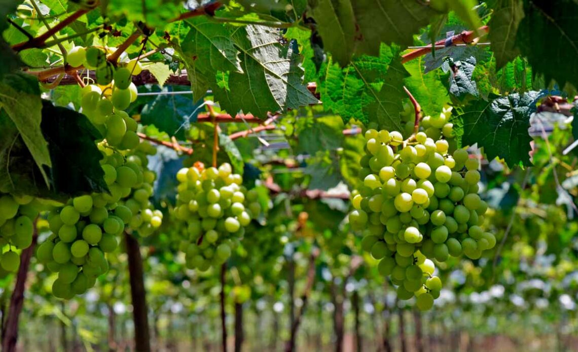 Parreiral de uvas verdes