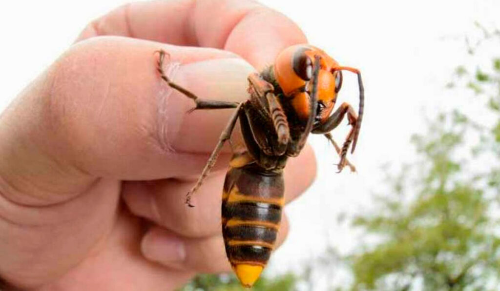 Vespa gigante asiática (Vespa mandarina) sendo segura pelas mãos de uma pessoa