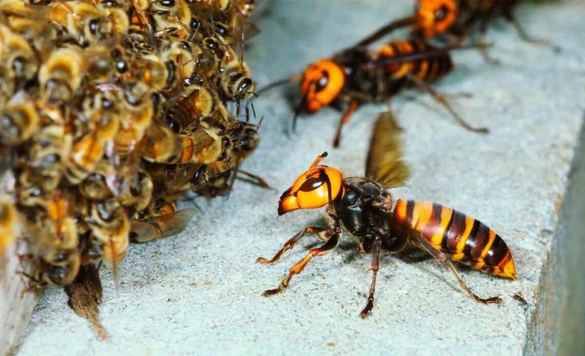 Vespas gigantes asiáticas (Vespa mandarina) preparando-se para atacar enxame de abelhas melíferas (Apis mellifera)