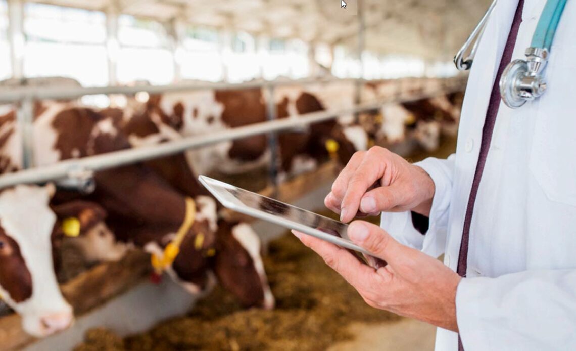 Veterinário supervisionando vacas leiteiras no estábulo, fazendo anotações num Ipad