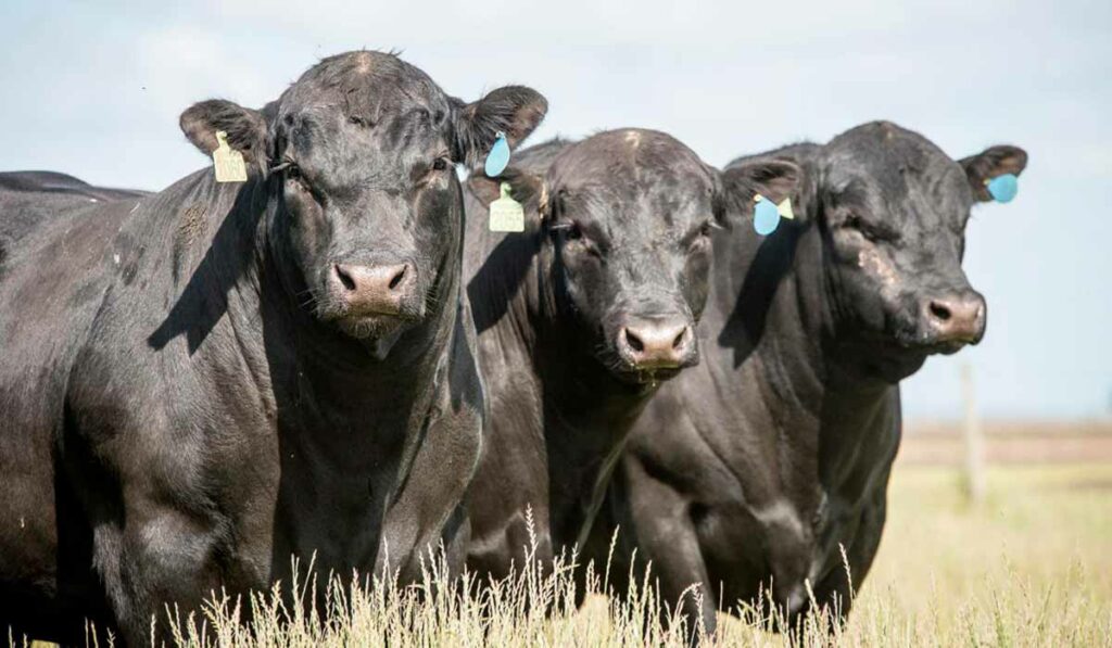 Touros Angus no pasto olhando para a câmera