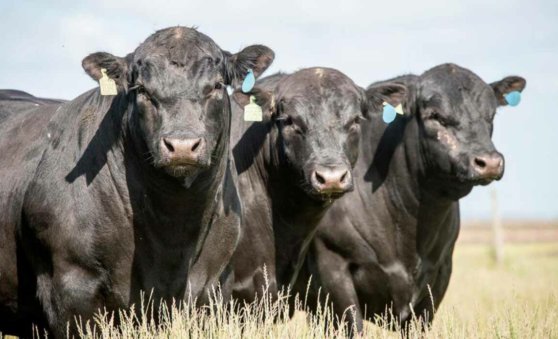 Touros Angus no pasto olhando para a câmera