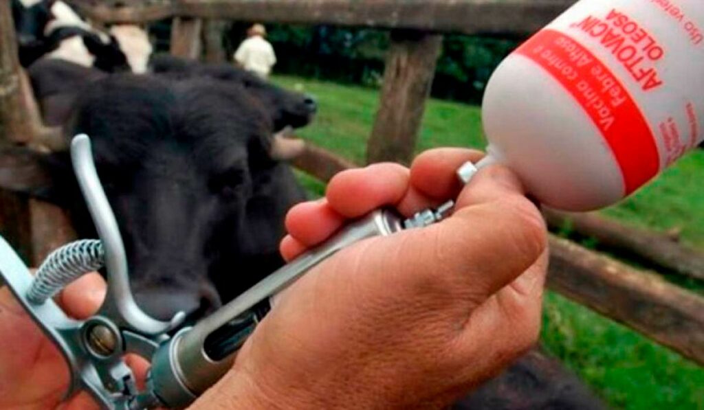 Pistola sendo abastecida com vacina contra febre aftosa