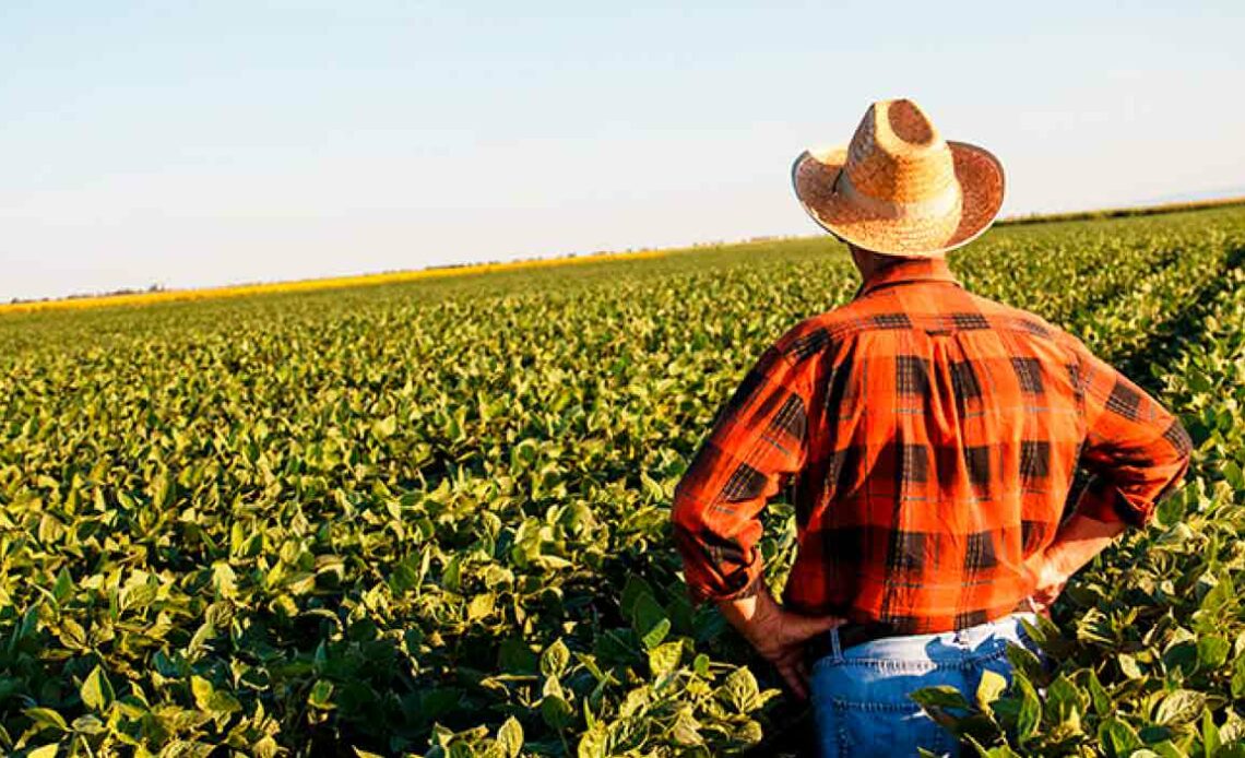 Agricultor na sua lavoura vislumbrando o horizonte