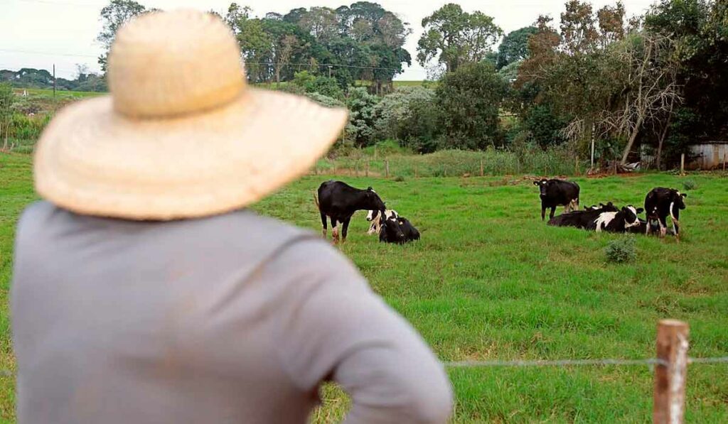 Pequeno agricultor olhando suas vacas no piquete