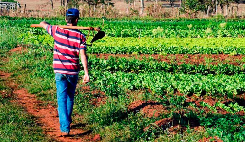 Agricultor familiar em sua lavoura caminhando com a enxada no ombro