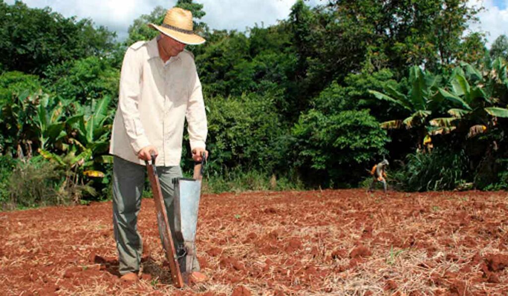 Produtor plantando milho