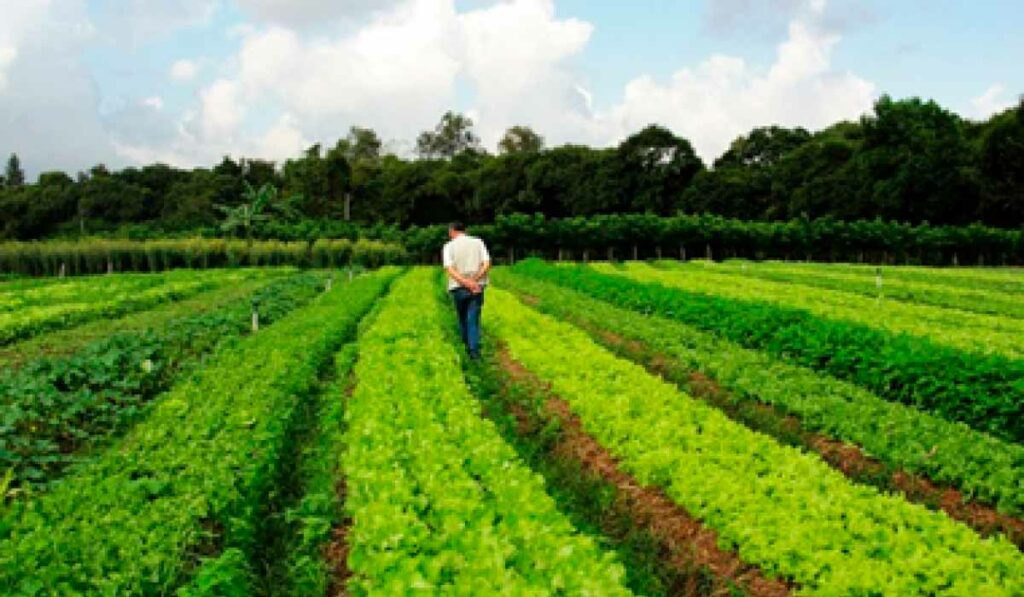 Agricultor caminhando no meio de sua lavoura de hortaliças pensando em como fazer a transição para a agroecologia