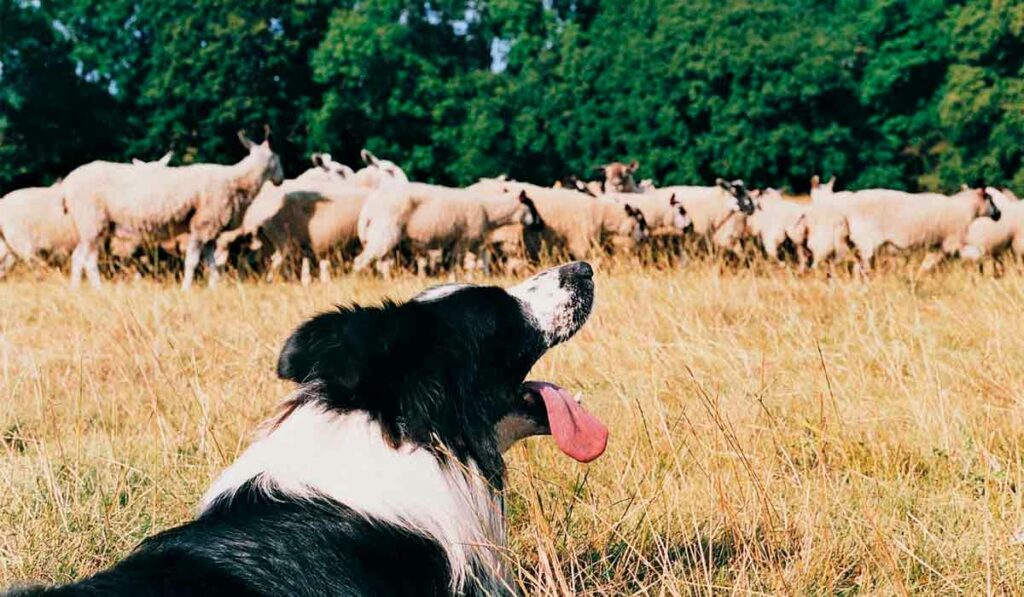 Border Collie pastoreando ovelhas