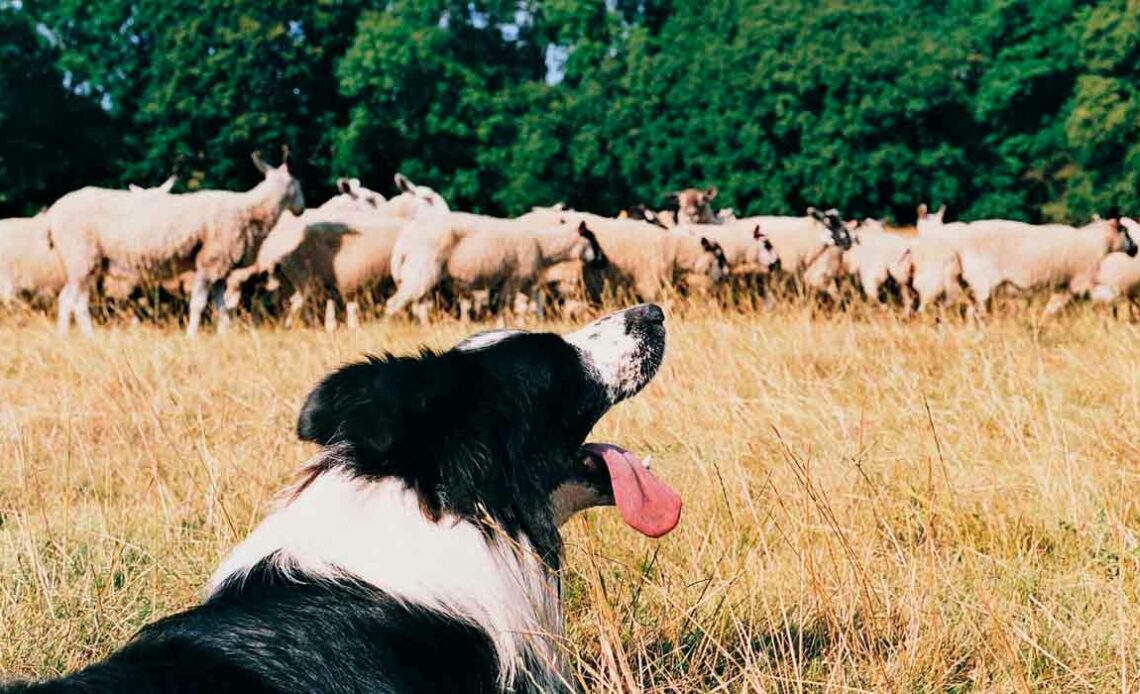 Border Collie pastoreando ovelhas