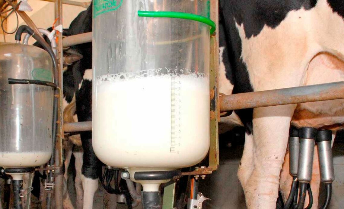 Ordenha mecânica com vaca holandesa e reservatório de leite sendo enchido