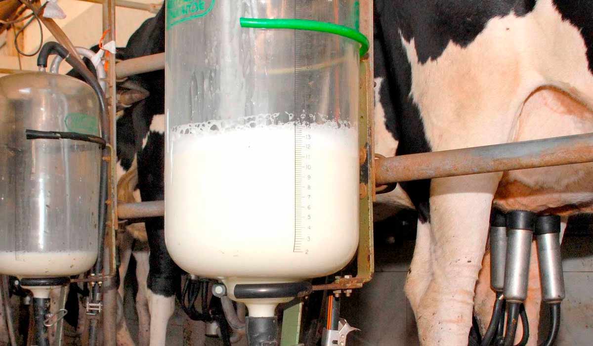 Ordenha mecânica com vaca holandesa e reservatório de leite sendo enchido