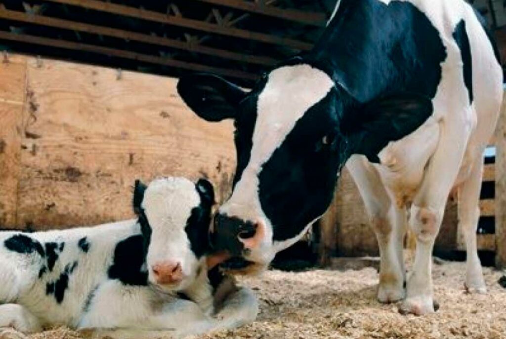 Vaca holandesa em transição com bezerro deitado