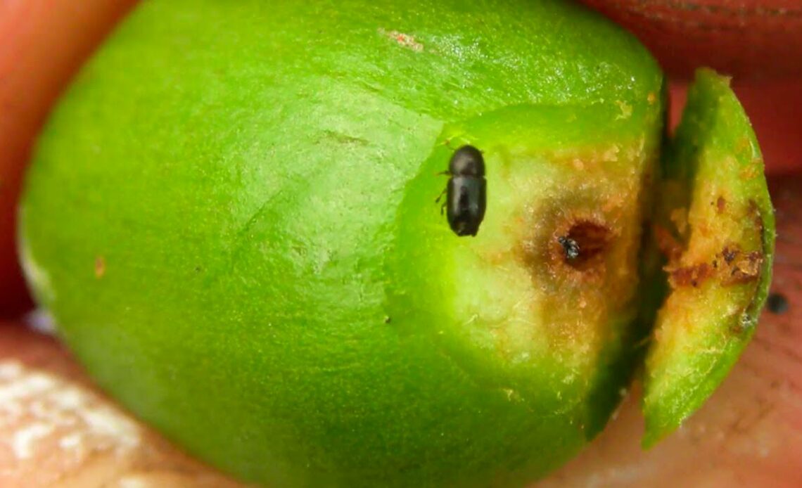 Broca do café num grão atingido