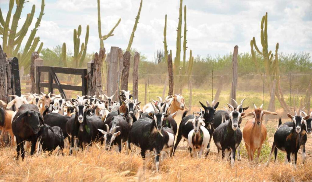 Rebanho de cabras no semiárido