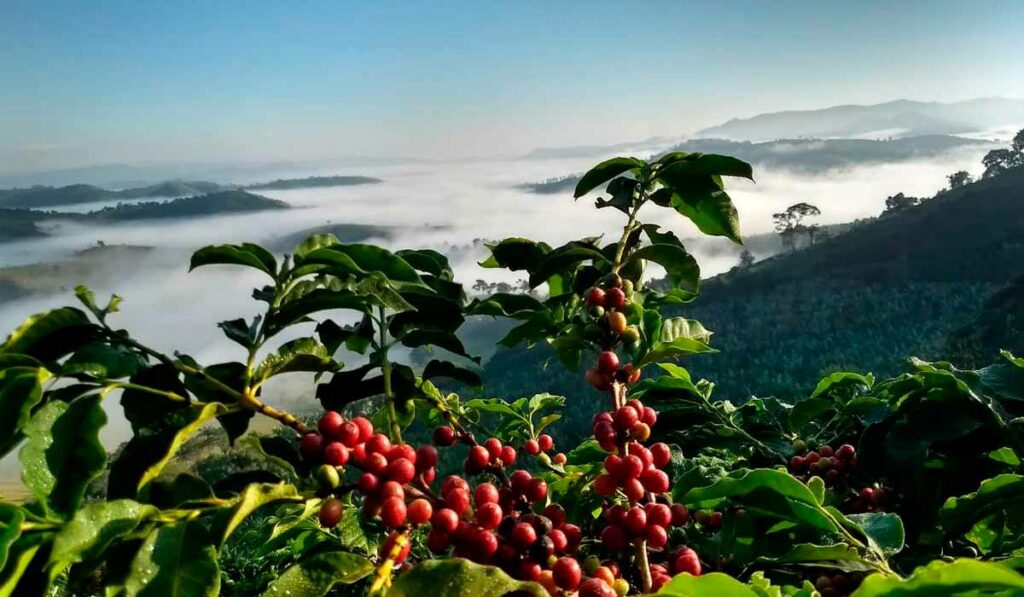 Café da Mantiqueira de MInas - Ramo carregado com Serra da Mantiqueira ao fundo