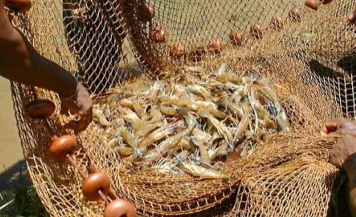 Camarões na rede dos pescadores