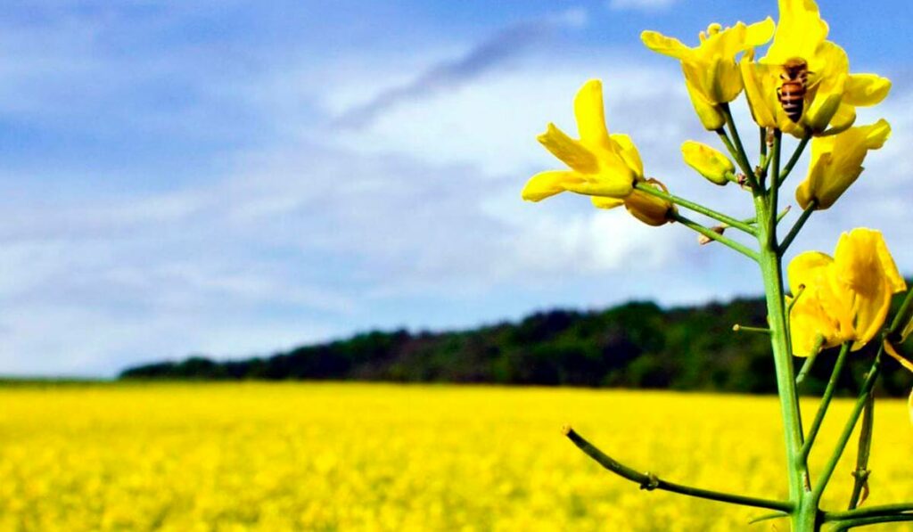 Plantação de canola com destaque para abelha coletando nectar