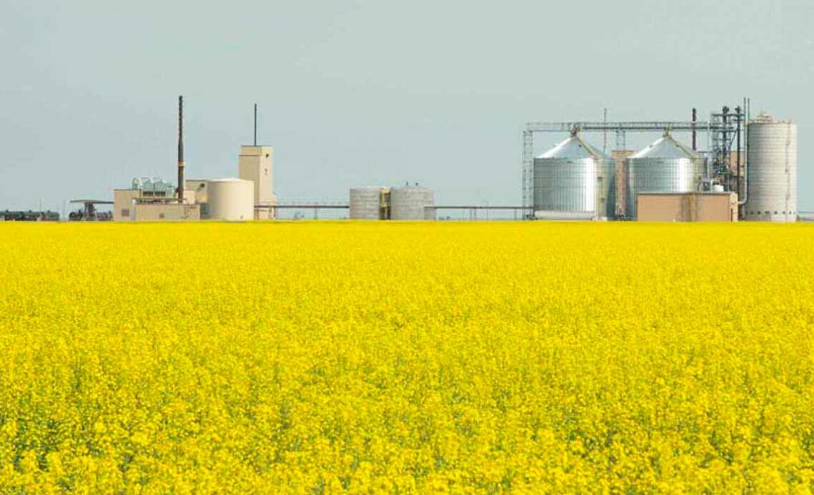 Fazenda com plantação de canola e silos ao fundo