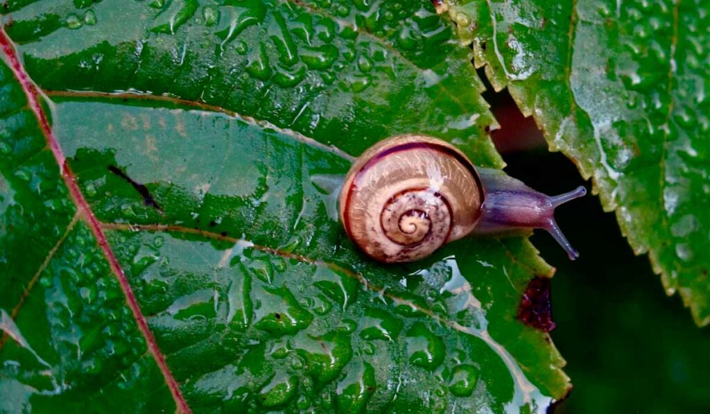 Caracol sobre uma folha