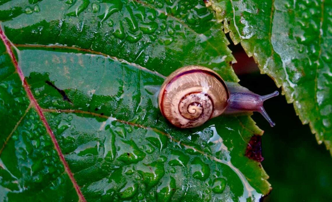 Caracol sobre uma folha