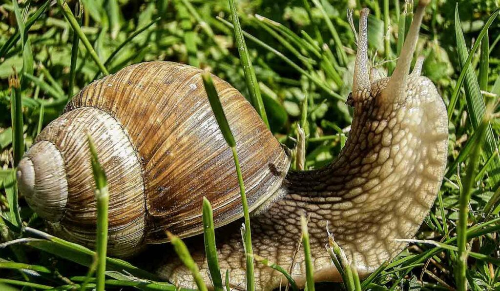 Caracol no gramado. O caracol é considerado um molusco gastrópode terrestre