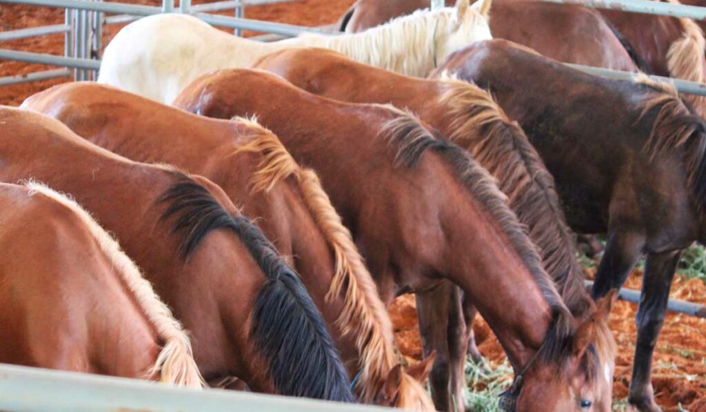 Cavalos reunidos