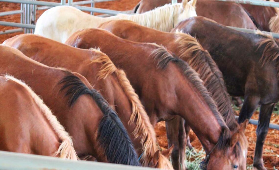 Cavalos reunidos