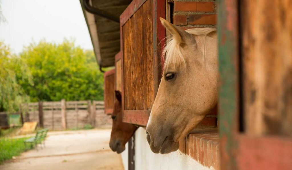 Cavalos na cocheira