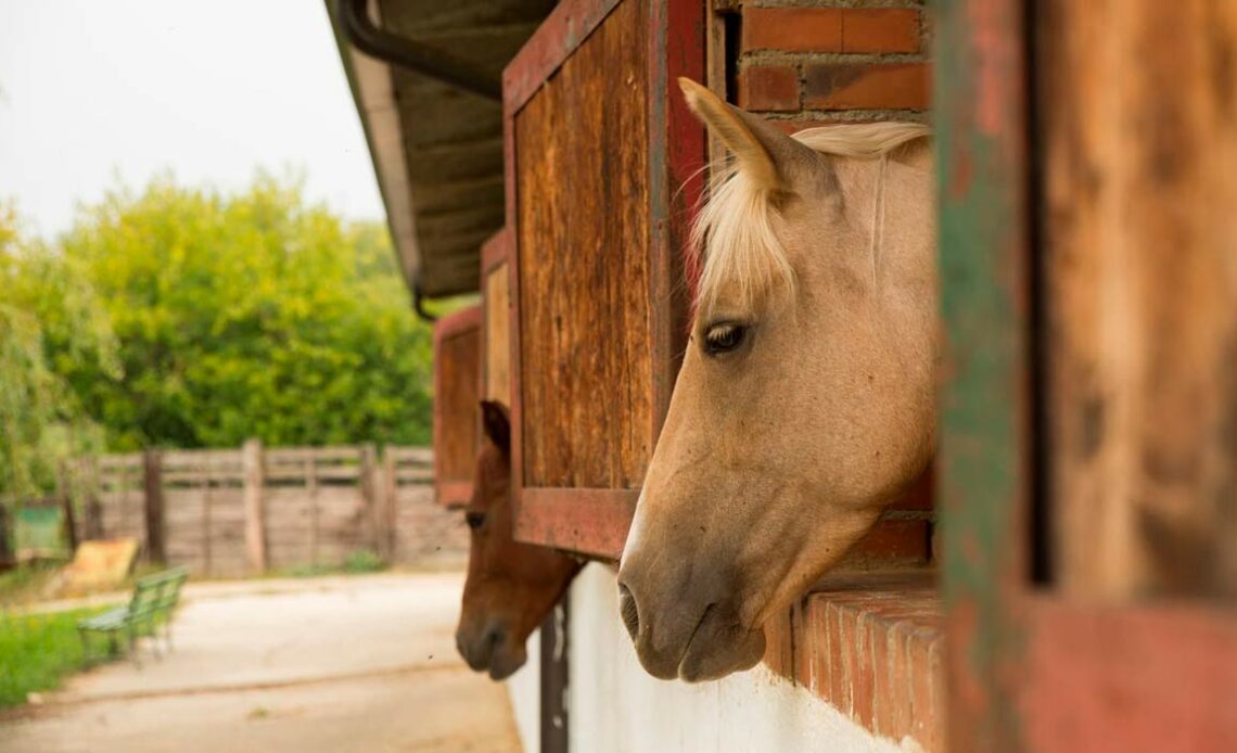 Cavalos na cocheira