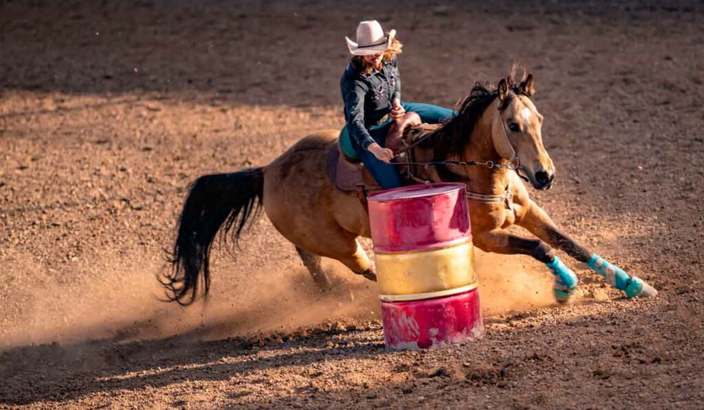 Cavalo quarto de milha em prova de tambor com amazona