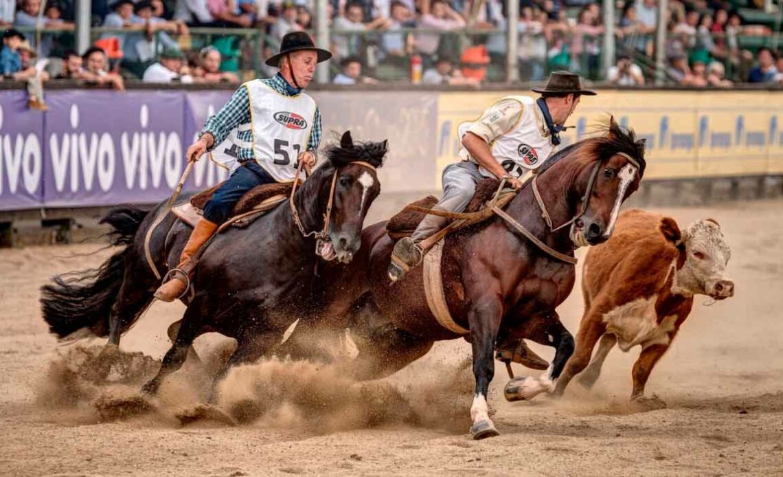 Cavalo crioulo - Freio de Ouro - paleteada