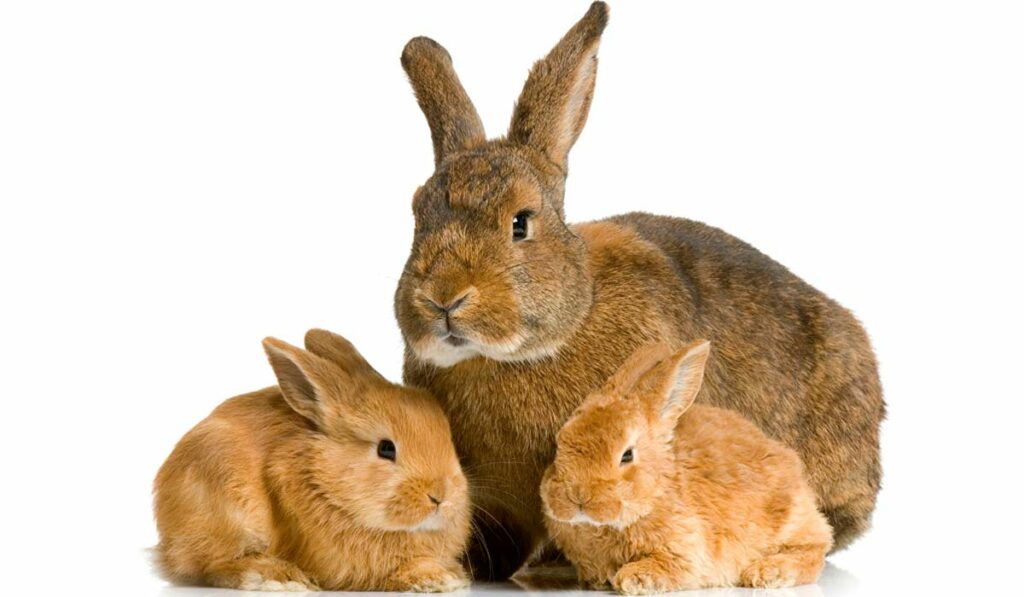 Coelha com dois filhotes