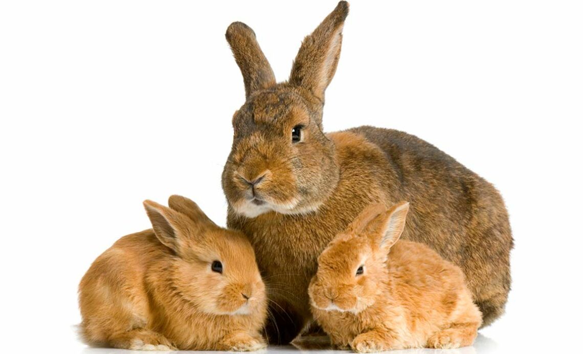 Coelha com dois filhotes
