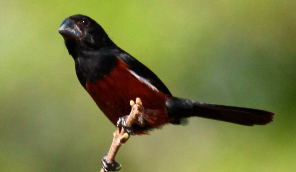 Curió (Oryzoborus angolensis) pousado num ramo