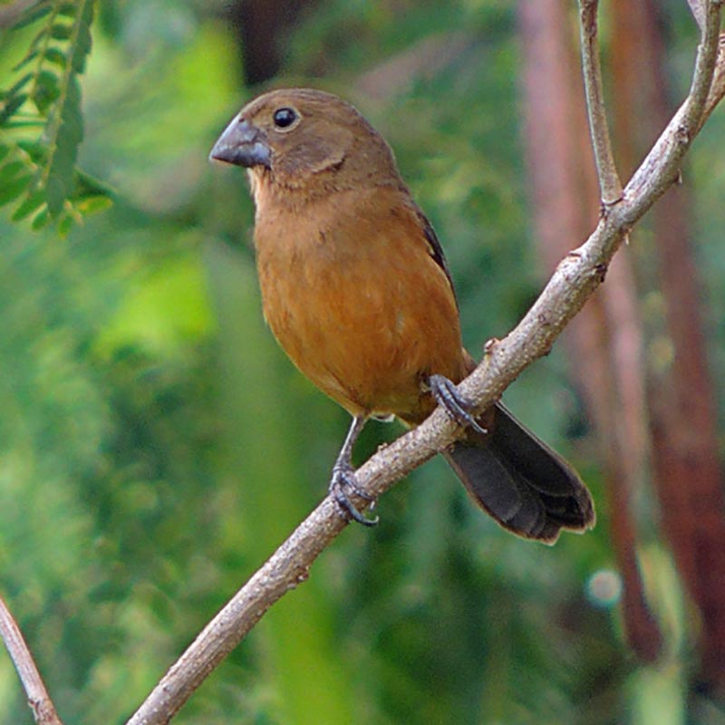 Curió fêmea (Oryzoborus angolensis)