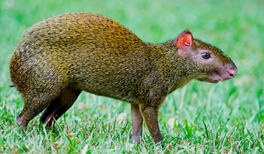 Cutia (Dasyprocta agouti)