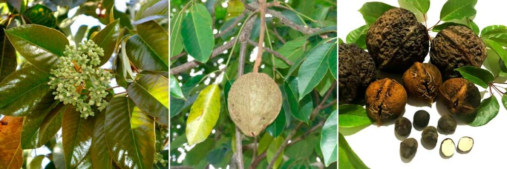 Cutieira - Flor, fruto e sementes