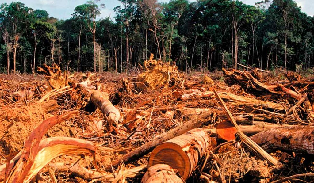 Desmatamento de florestas primárias